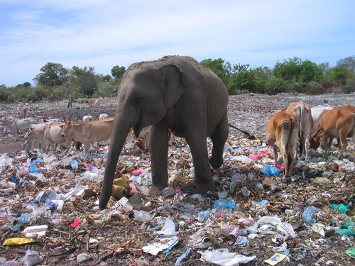 ゴミ捨て場に現れる野性ゾウとウシ